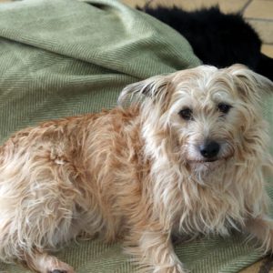 Eco-friendly recycled wool pet blanket for dogs and cats, soft and sustainable